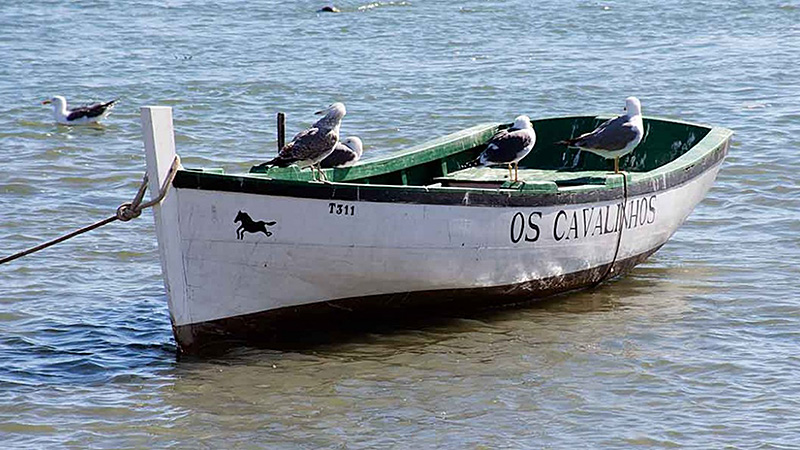os-cavalinhos-1250x596